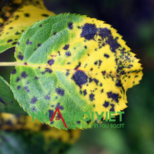 Thuốc Trừ Nấm Bệnh