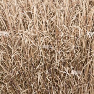 Thuốc trừ cỏ khai hoang