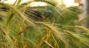 Thuốc Trừ Cỏ Lúa 15-30 ngày