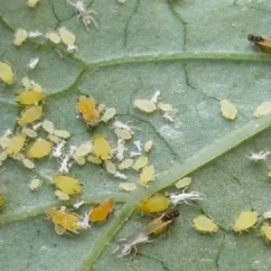 Thuốc Trừ Rầy Rệp