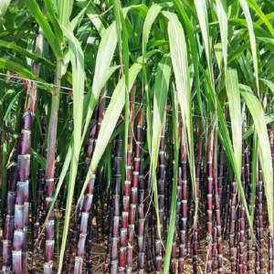 Cỏ Chọn Lọc Cây Mía