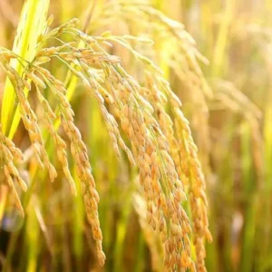 Cỏ Diệt Mầm Lúa