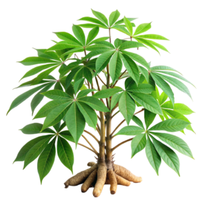 Cỏ Chọn Lọc Trên Cây Mì